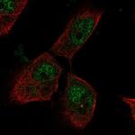 PTTG Polyclonal Antibody