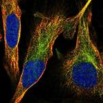 SLC37A3 Polyclonal Antibody