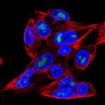 MFSD9 Polyclonal Antibody