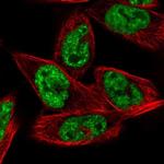 MRG15 Polyclonal Antibody