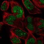 FAM204A Antibody in Immunocytochemistry (ICC/IF)