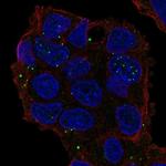 GRASP Antibody in Immunocytochemistry (ICC/IF)