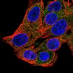 SRP54 Polyclonal Antibody