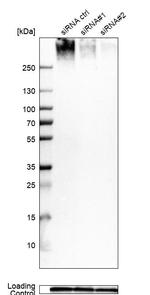 Lamin B Receptor Antibody
