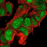 CLASRP Antibody in Immunocytochemistry (ICC/IF)