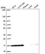 NCBP2 Antibody in Western Blot (WB)