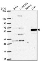 FAM116A Antibody in Western Blot (WB)
