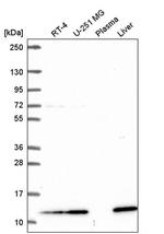 TMEM256 Antibody in Western Blot (WB)