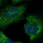 C15orf61 Polyclonal Antibody