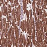 MYL3 Polyclonal Antibody