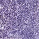 CRB1 Antibody in Immunohistochemistry (IHC)