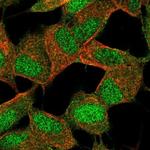 POLR2K Polyclonal Antibody