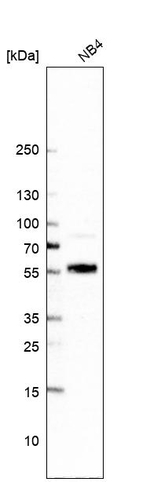 UNCX Polyclonal Antibody
