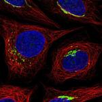 MANEAL Antibody in Immunocytochemistry (ICC/IF)