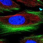 BRICD5 Polyclonal Antibody