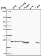 BRICD5 Antibody in Western Blot (WB)