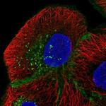 MPZL1 Antibody in Immunocytochemistry (ICC/IF)
