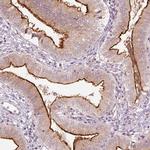 DUOXA2 Antibody in Immunohistochemistry (IHC)