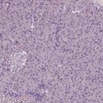 DUOXA2 Antibody in Immunohistochemistry (IHC)