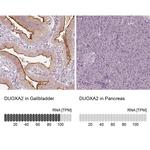 DUOXA2 Antibody