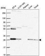 PMM2 Antibody in Western Blot (WB)