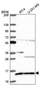 GLRX5 Antibody in Western Blot (WB)