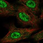 FAM96A Polyclonal Antibody