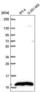 NDUFB1 Antibody in Western Blot (WB)