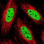 THRAP3 Polyclonal Antibody