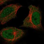 C5orf51 Polyclonal Antibody