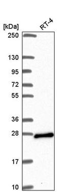 ARL15 Antibody in Western Blot (WB)