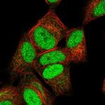 NUCKS1 Antibody in Immunocytochemistry (ICC/IF)