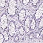 DCD Antibody in Immunohistochemistry (Paraffin) (IHC (P))