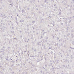 DCD Antibody in Immunohistochemistry (Paraffin) (IHC (P))