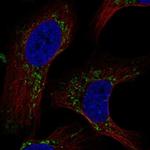 C2orf47 Polyclonal Antibody