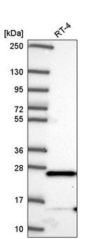 C2orf47 Antibody in Western Blot (WB)