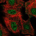 THAP8 Polyclonal Antibody