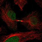 FAM50B Polyclonal Antibody