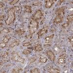 PTPRG Antibody in Immunohistochemistry (Paraffin) (IHC (P))