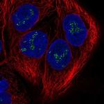 C20orf12 Polyclonal Antibody