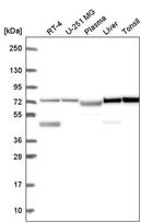 C20orf12 Antibody in Western Blot (WB)