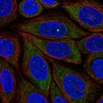 PRRC2B Polyclonal Antibody