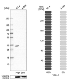 VGLL1 Antibody in Western Blot (WB)