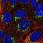 NETO1 Polyclonal Antibody