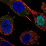 FEZF1 Polyclonal Antibody