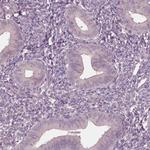VWA5B1 Antibody in Immunohistochemistry (IHC)