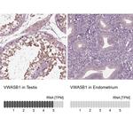 VWA5B1 Antibody