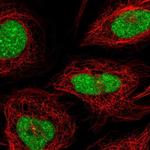 CXorf56 Polyclonal Antibody