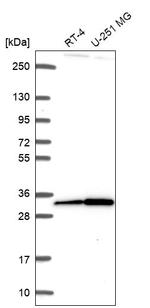 CXorf56 Antibody in Western Blot (WB)