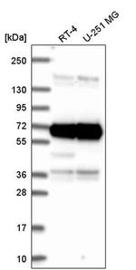 ATAD3A Antibody in Western Blot (WB)